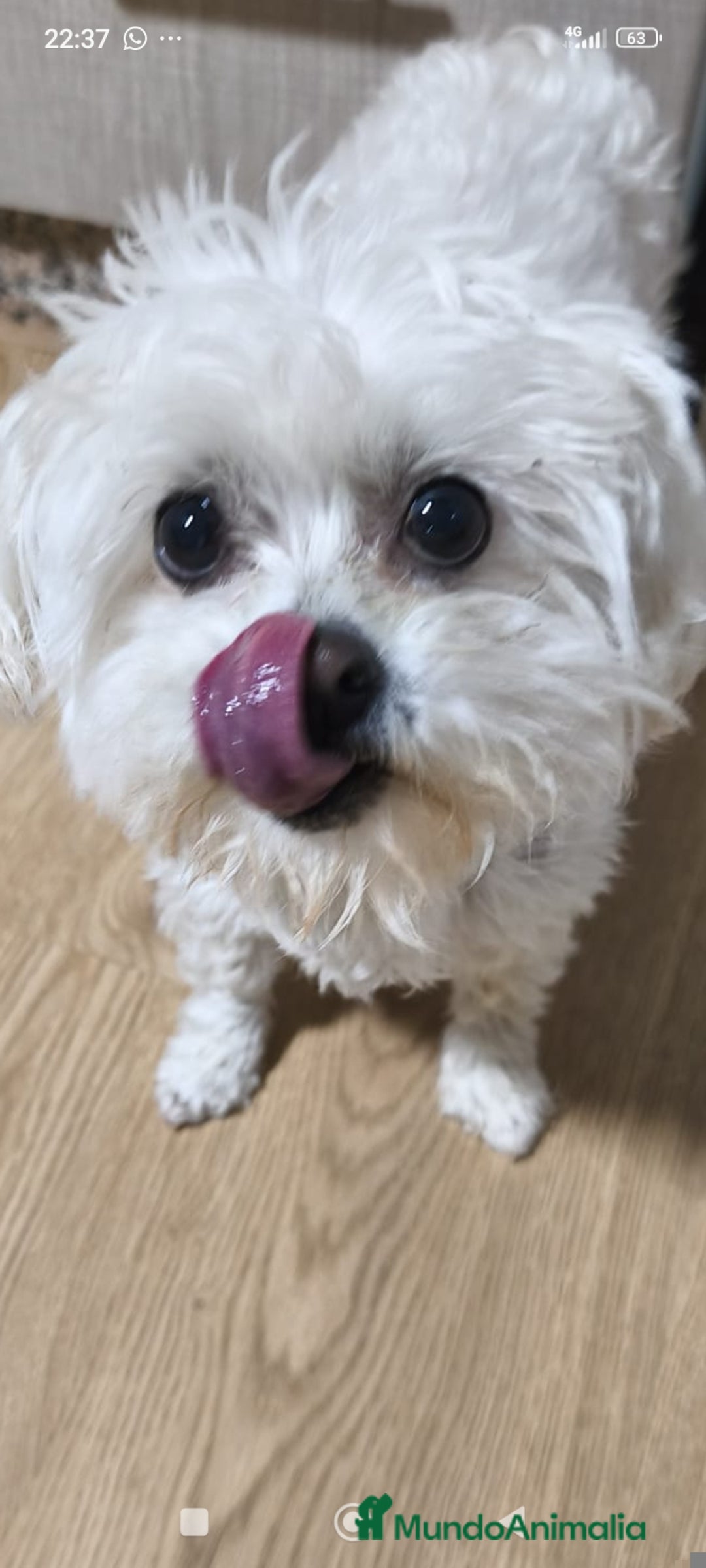 Raza Mixta perros en venta: Bichón maltés maltipoo - Anuncio 1
