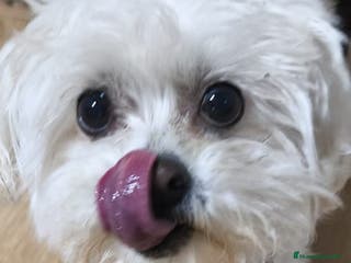 Raza Mixta perros Bichón maltés maltipoo - Anuncio 6