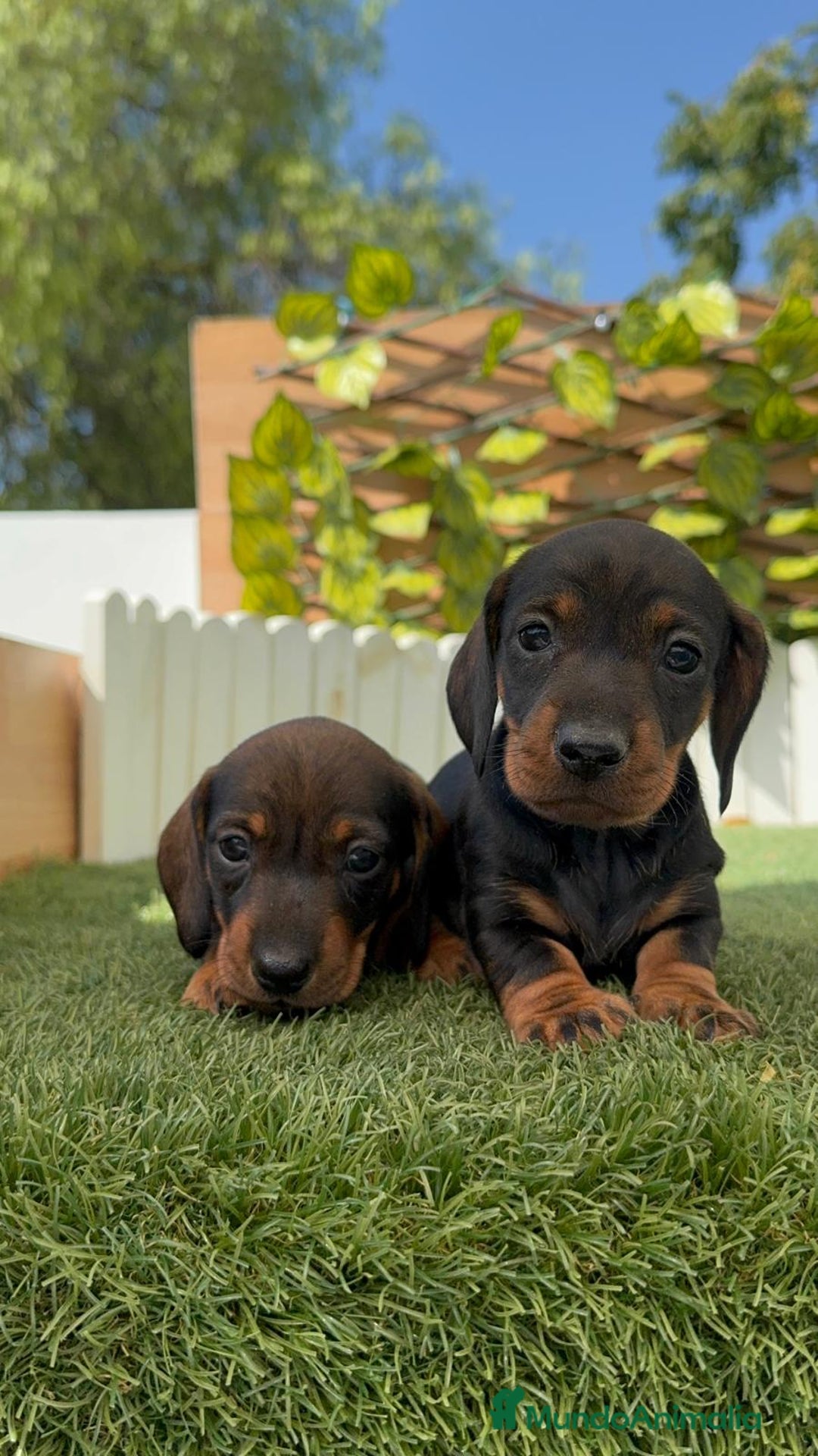Teckel Miniatura perros en venta: TECKEL. MINIATURA - Imagen 1