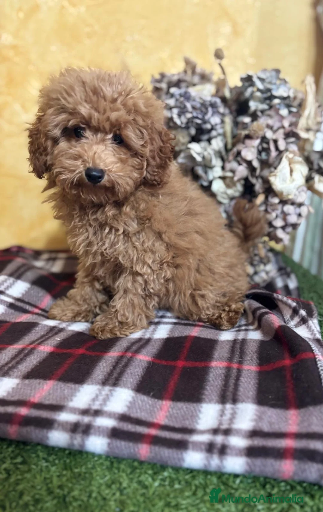 Caniche Toy perros en venta: Caniche toy listo para entregar!! - Anuncio 3