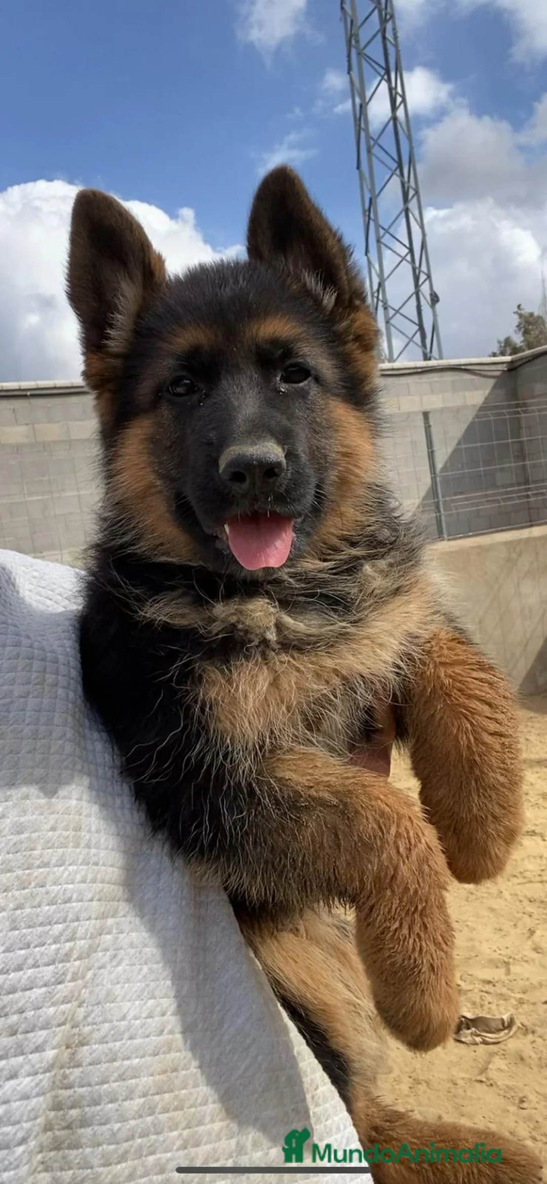 Pastor Alemán perros en venta: CACHORROS DE PASTOR ALEMAN - Anuncio 2