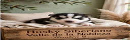 Husky Siberiano perros en venta: Husky Siberiano  - Anuncio 1