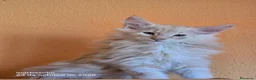 Bosque de Noruega gatos en venta: Crema silver macho - Anuncio 2