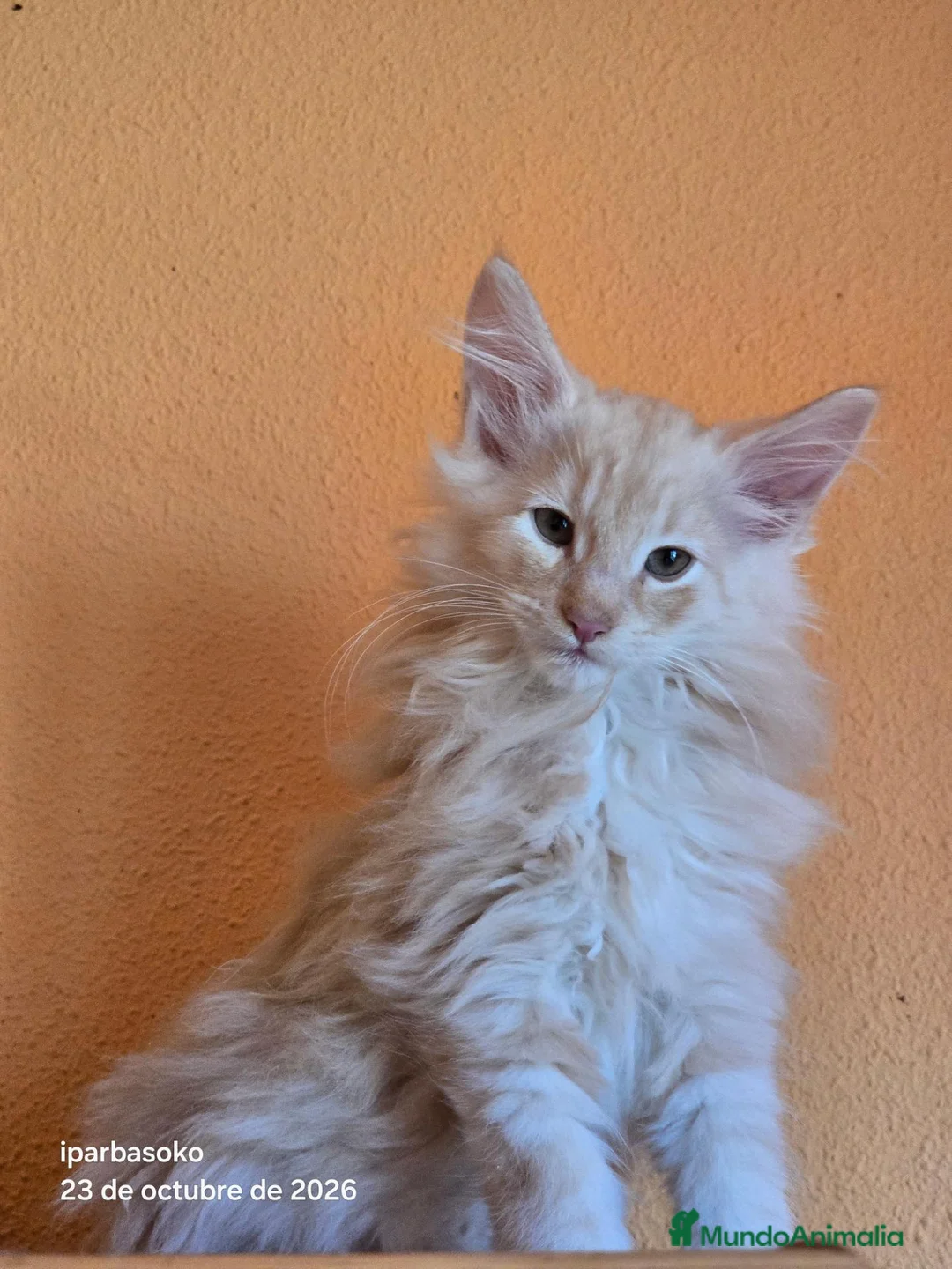 Bosque de Noruega gatos en venta: Crema silver macho - Anuncio 2