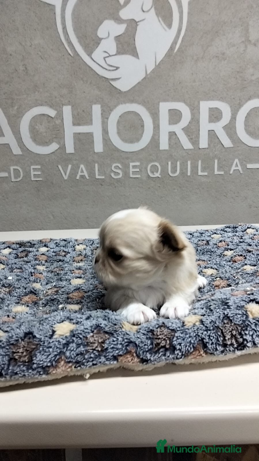 Chihuahua perros Chihuhua pelo largo  - Anuncio 2