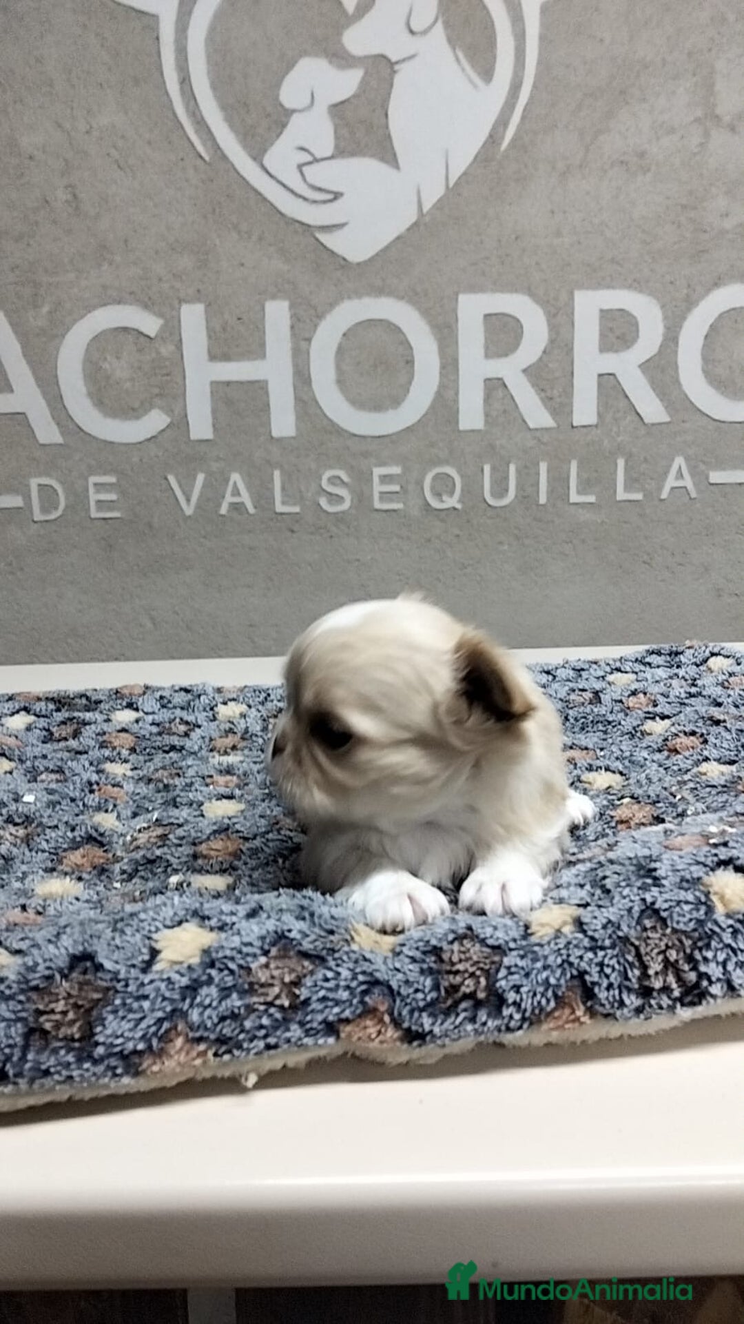 Chihuahua perros en venta: Chihuhua pelo largo  - Anuncio 2