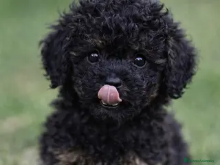 Caniche Toy perros Caniche toy ( tacita de te) - Anuncio 1