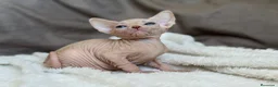 Sphynx gatos en venta: Sphynx pedigree - Anuncio 3