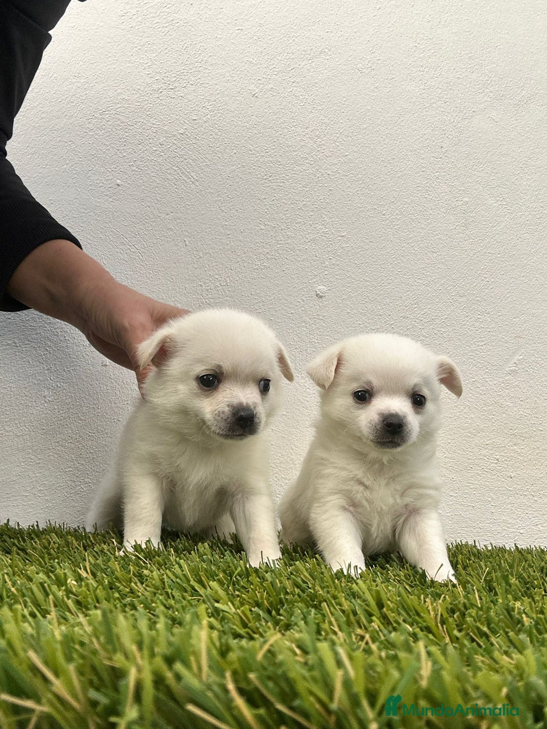 Chihuahua perros en venta: Chihuahua miniatura  - Anuncio 1