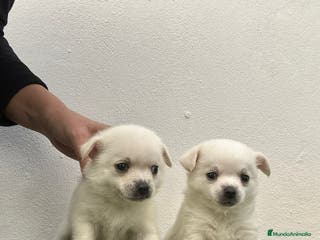 Chihuahua perros Chihuahua miniatura - Anuncio 2