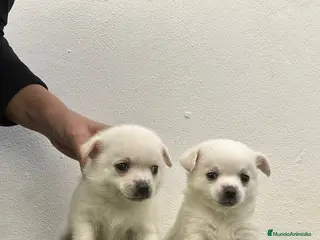 Chihuahua perros Chihuahua miniatura - Anuncio 16