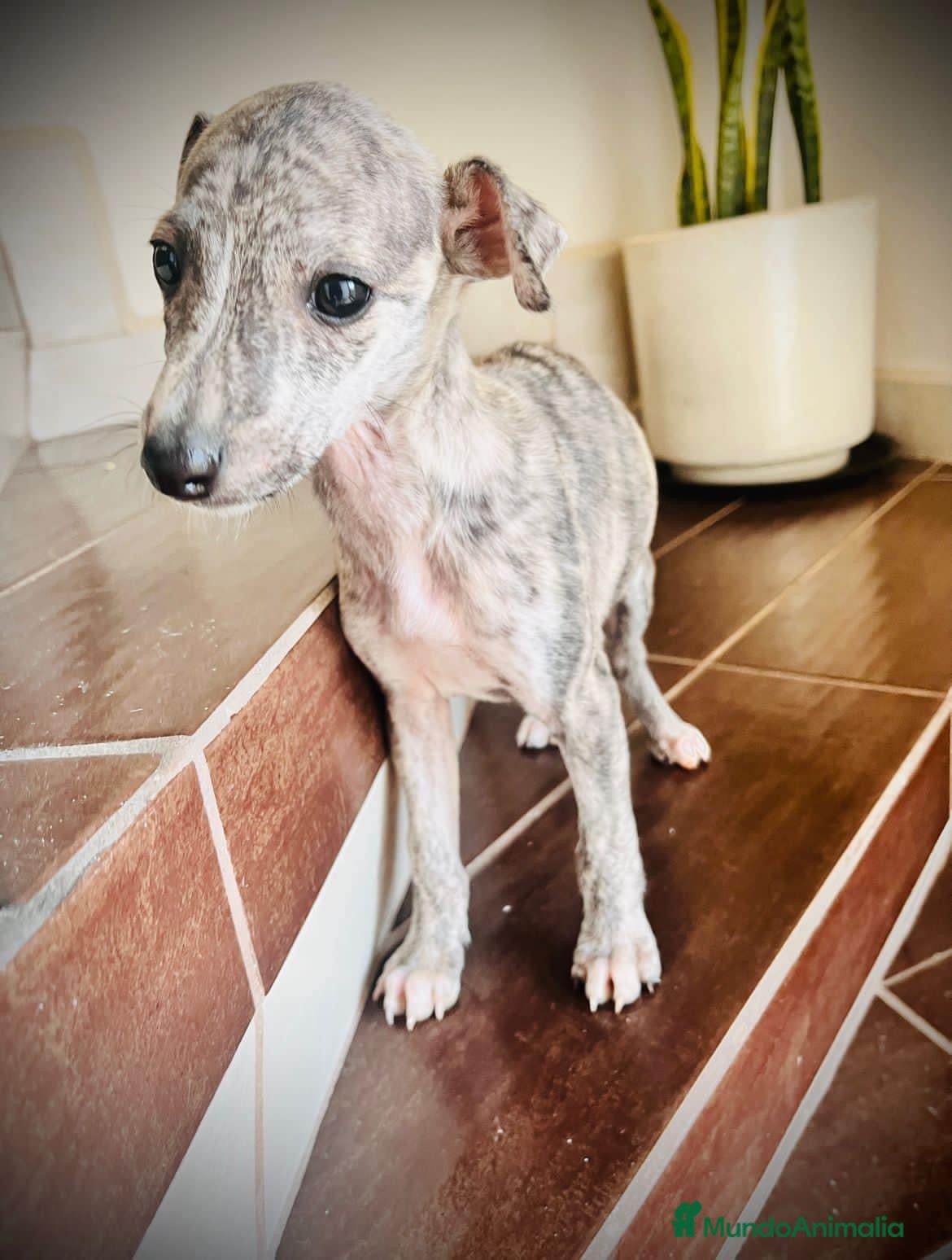 Whippet perros en venta: CACHORROS WHIPPET  - Anuncio 2