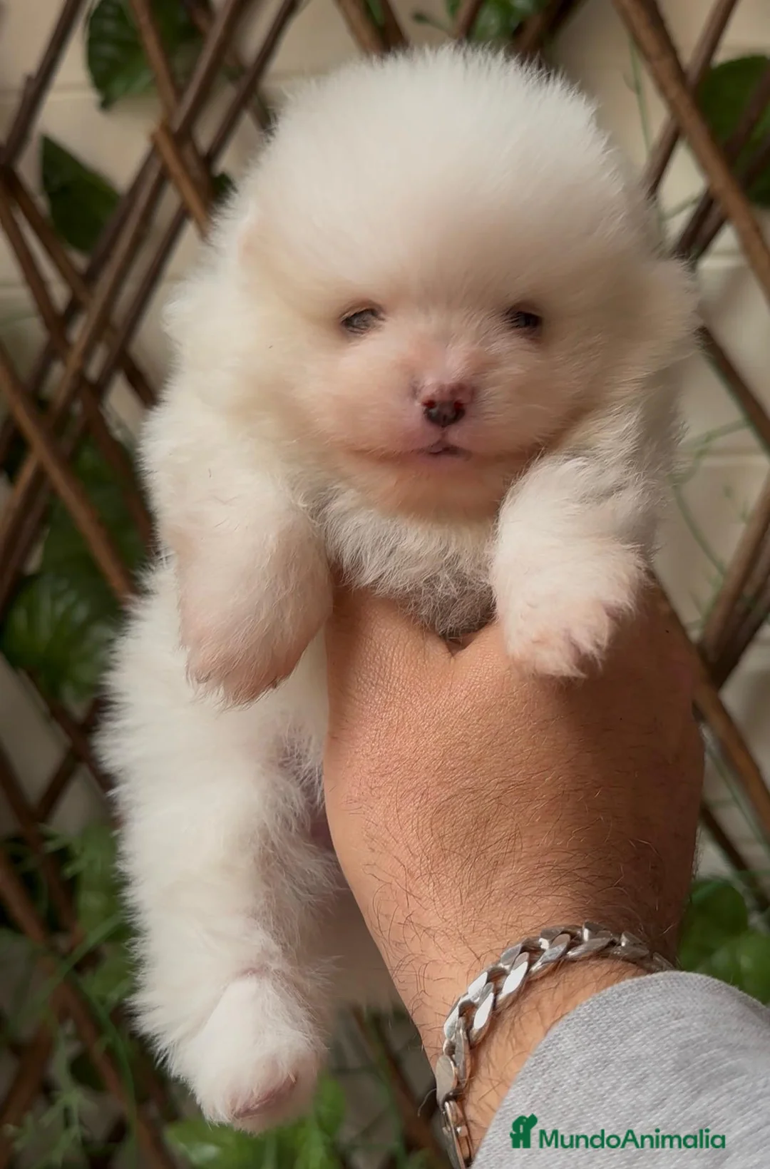 Pomerania perros en venta: POMERANIA  - Anuncio 17