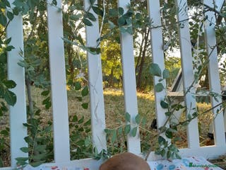 Setter Irlandés Rojo perros Camada raza Setter Irlandes - Anuncio 3