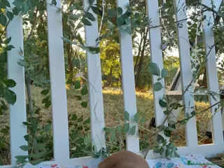 Setter Irlandés Rojo perros Camada raza Setter Irlandes - Anuncio 4