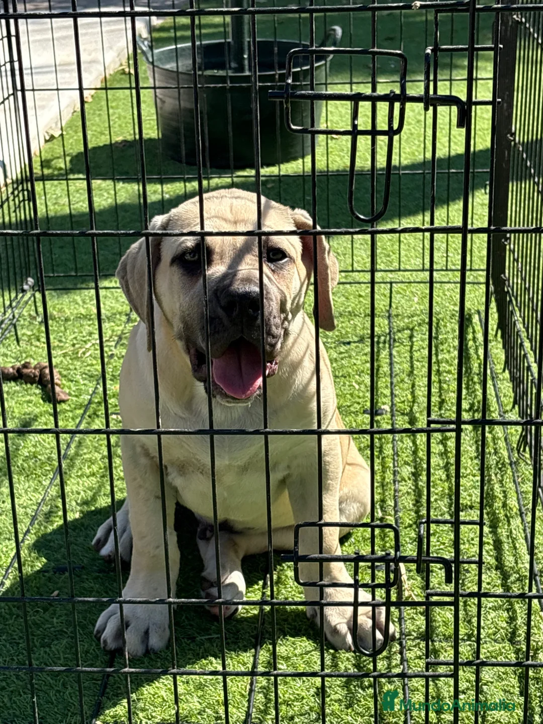 Presa Canario perros en venta: Cachorro de presa canario  - Anuncio 1