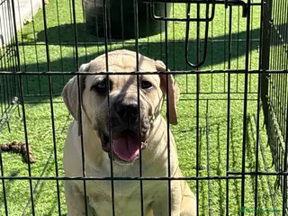 Presa Canario perros Cachorro de presa canario - Anuncio 9