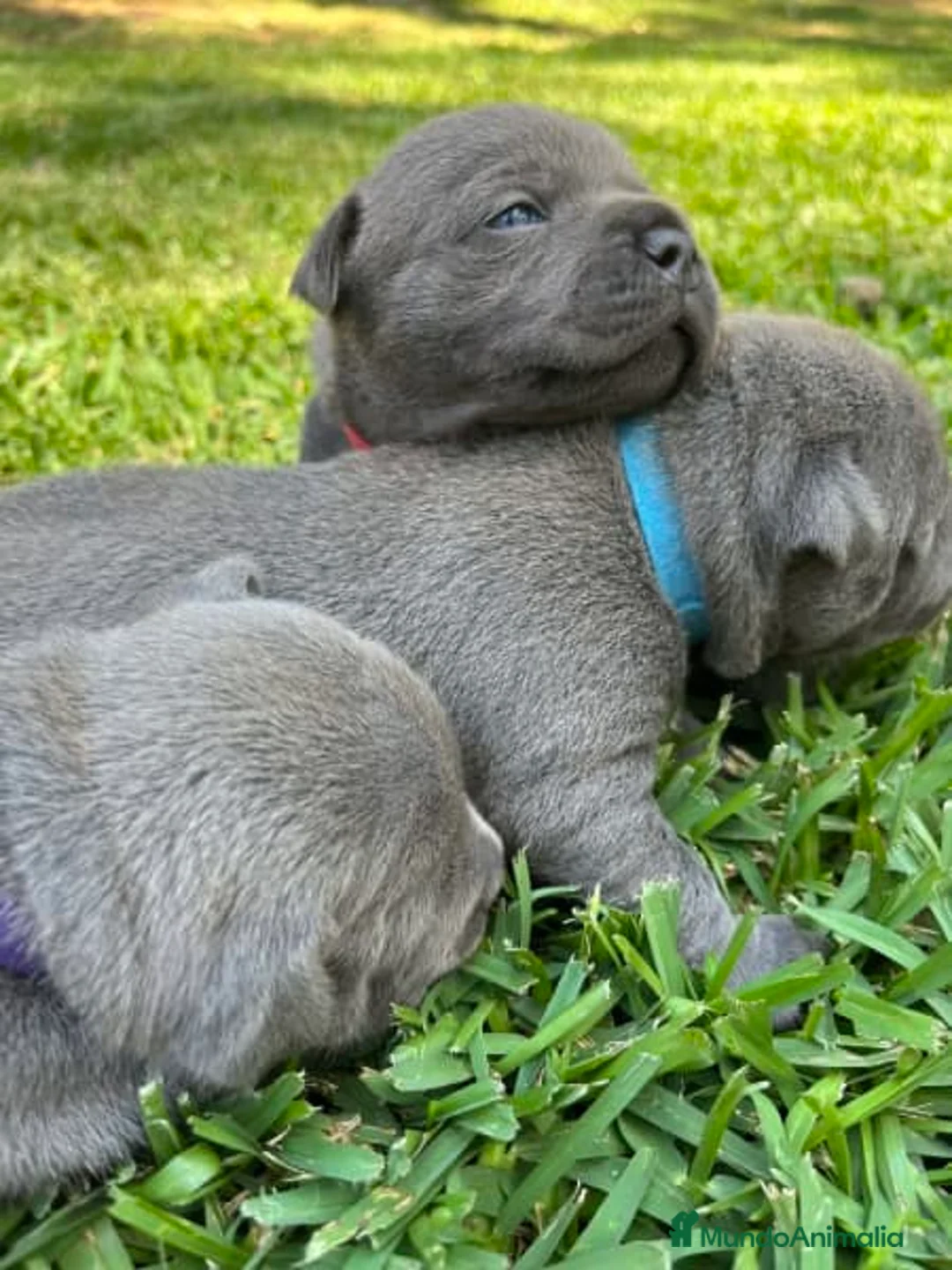 American Staffordshire-Terrier perros en venta: AMERICAN STAFFORD BLUE CRIADORES  - Anuncio 2