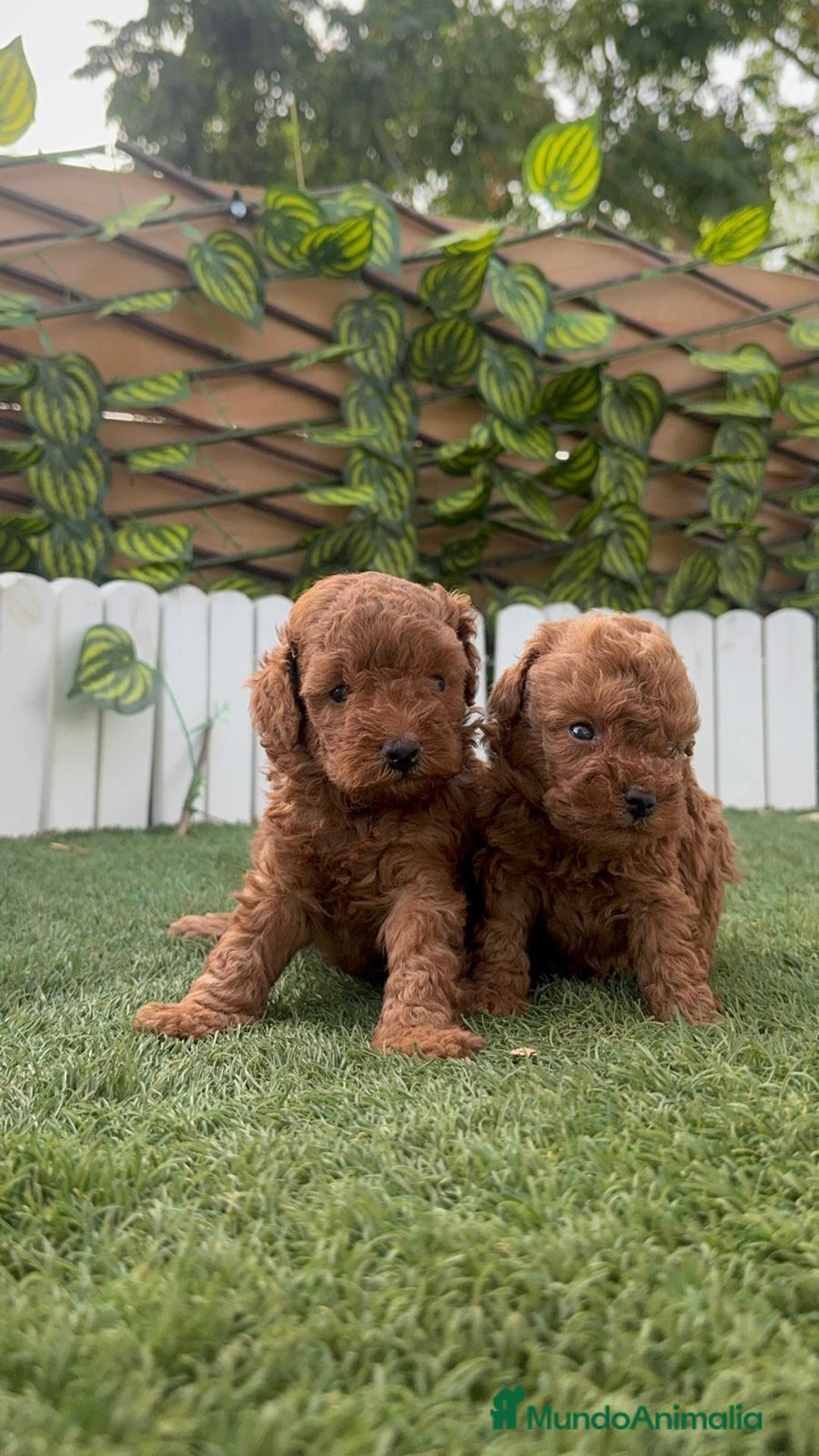 Caniche Toy perros en venta: CANICHE TOY - Imagen 10