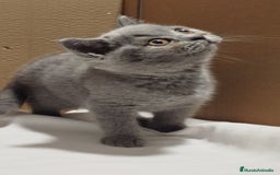 Británico de Pelo Corto gatos en venta: British Shorthair  - Imagen 3