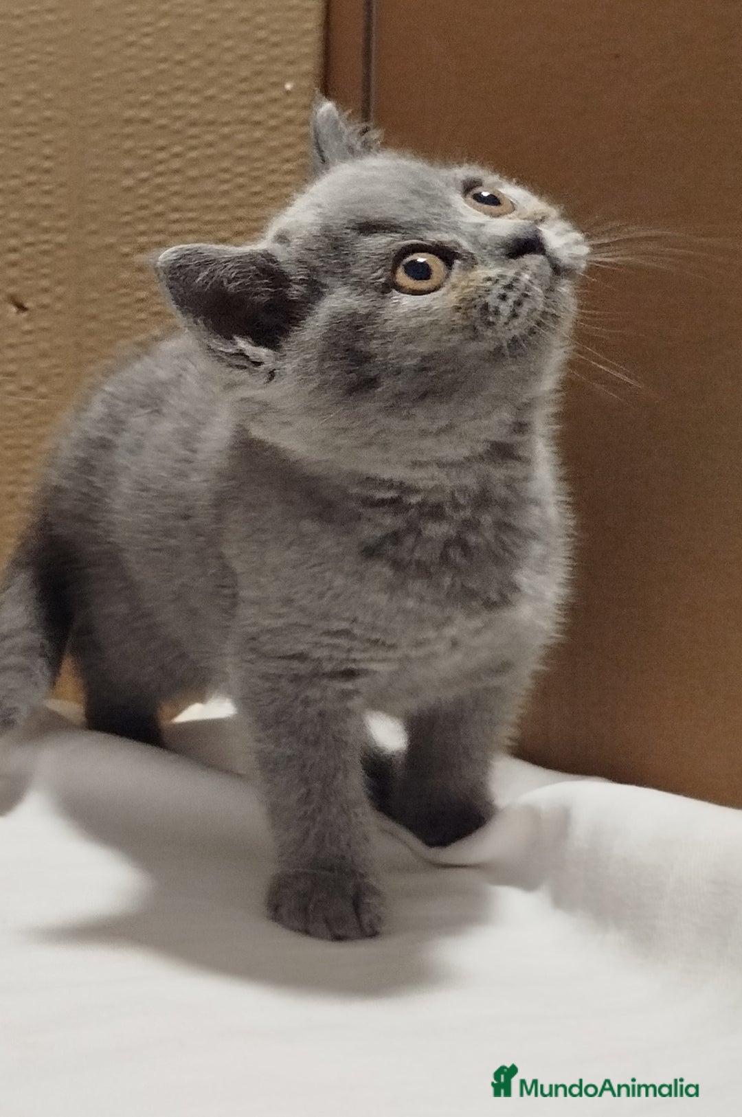 Británico de Pelo Corto gatos en venta: British Shorthair  - Imagen 3