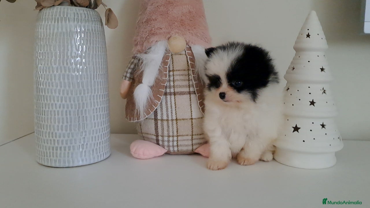 Pomerania perros Cachorrito Lulu de Pomerania Mini  - Anuncio 34