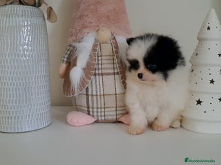 Pomerania perros Cachorrito Lulu de Pomerania Mini - Anuncio 34