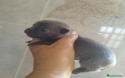 Chihuahua perros en venta: CHIHUAHUAS BLUE TOYS - Imagen 1