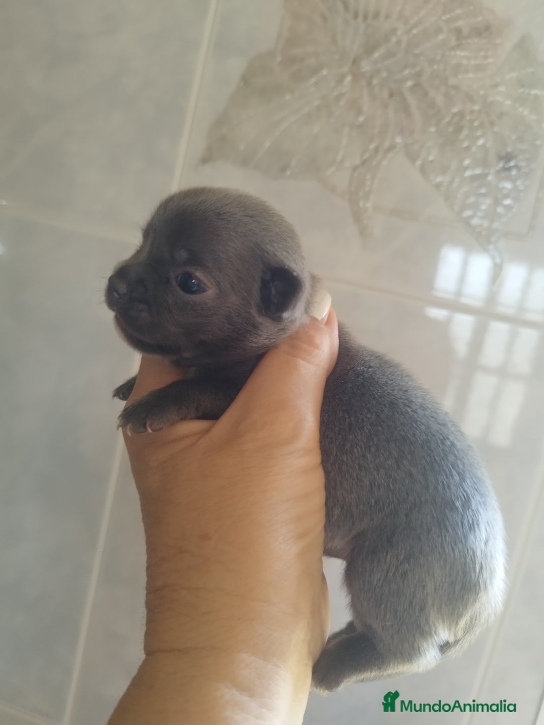 Chihuahua perros en venta: CHIHUAHUAS BLUE TOYS - Imagen 1
