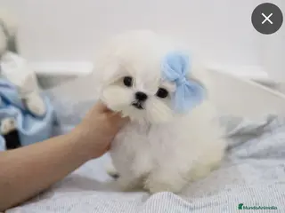 Bichón Maltés perros camada de bichon maltes coreano toy - Anuncio 1