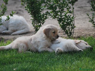 Golden Retriever perros Golden Retriever, cachorros en Madrid - Anuncio 11
