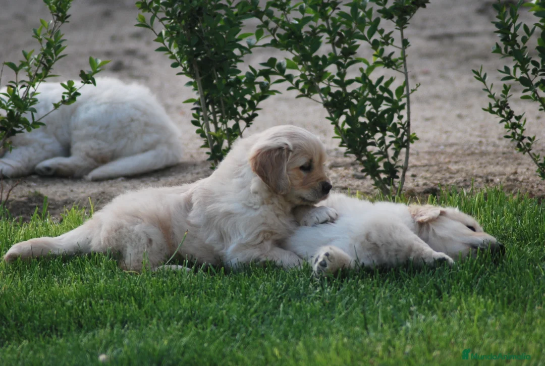 Golden Retriever perros en venta: Golden Retriever, cachorros en Madrid - Anuncio 1