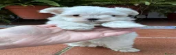 Bichón Maltés perros en venta: Bichón maltés - Anuncio 2