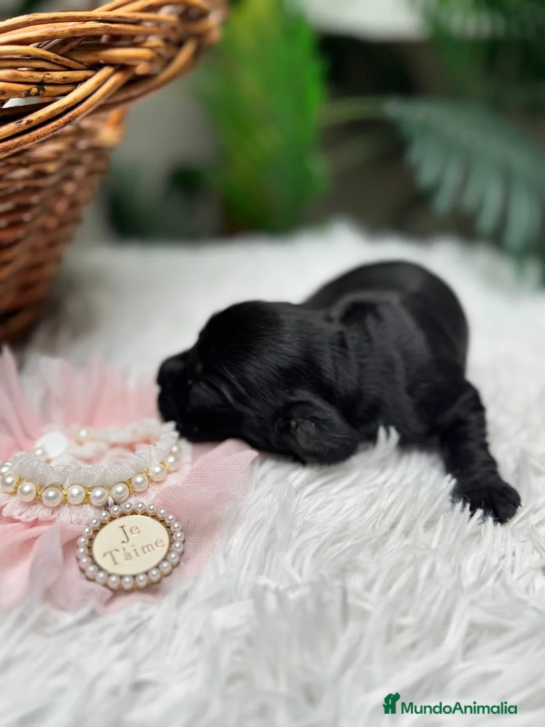 Cocker Spaniel Inglés perros en venta: COCKER SPANIEL INGLES - Anuncio 12