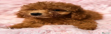 Caniche Enano 2