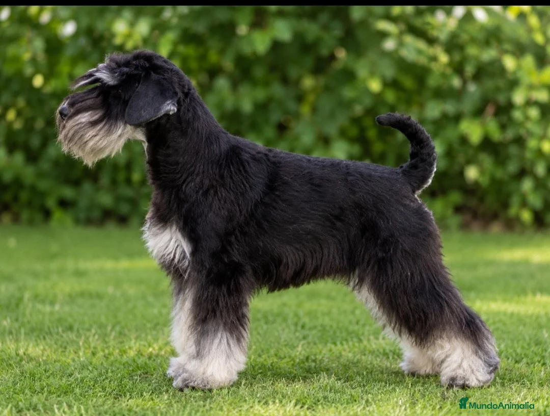 Schnauzer Miniatura perros en venta: Schnauzer miniatura - Anuncio 5