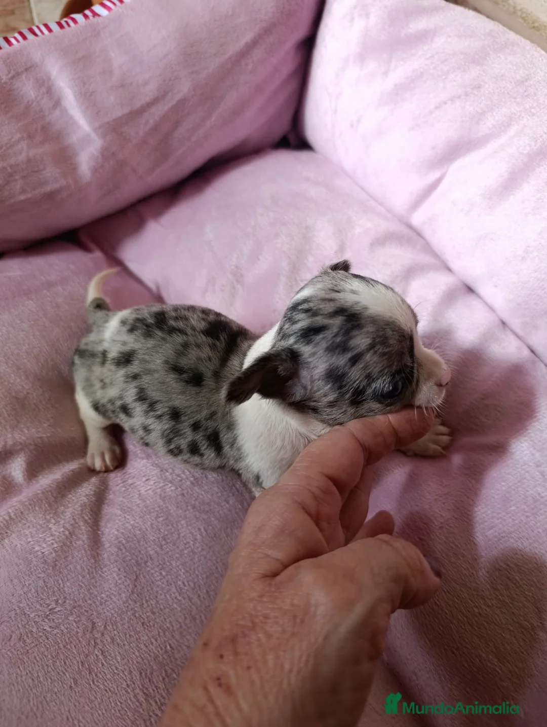 Chihuahua perros en venta: CHIHUAHUA MERLE MACHO EXCLUSIVO  - Anuncio 1