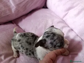 Chihuahua perros CHIHUAHUA MERLE MACHO EXCLUSIVO - Anuncio 1