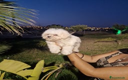 Bichón Maltés perros en venta: Bichon maltes precio real  - Imagen 3