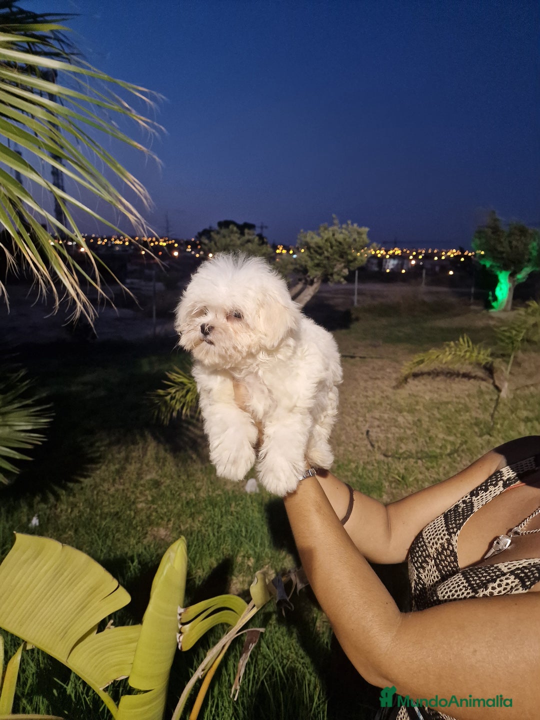 Bichón Maltés perros en venta: Bichon maltes precio real  - Imagen 3