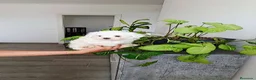 Bichón Maltés perros en venta: BICHÓN MALTES - Anuncio 2