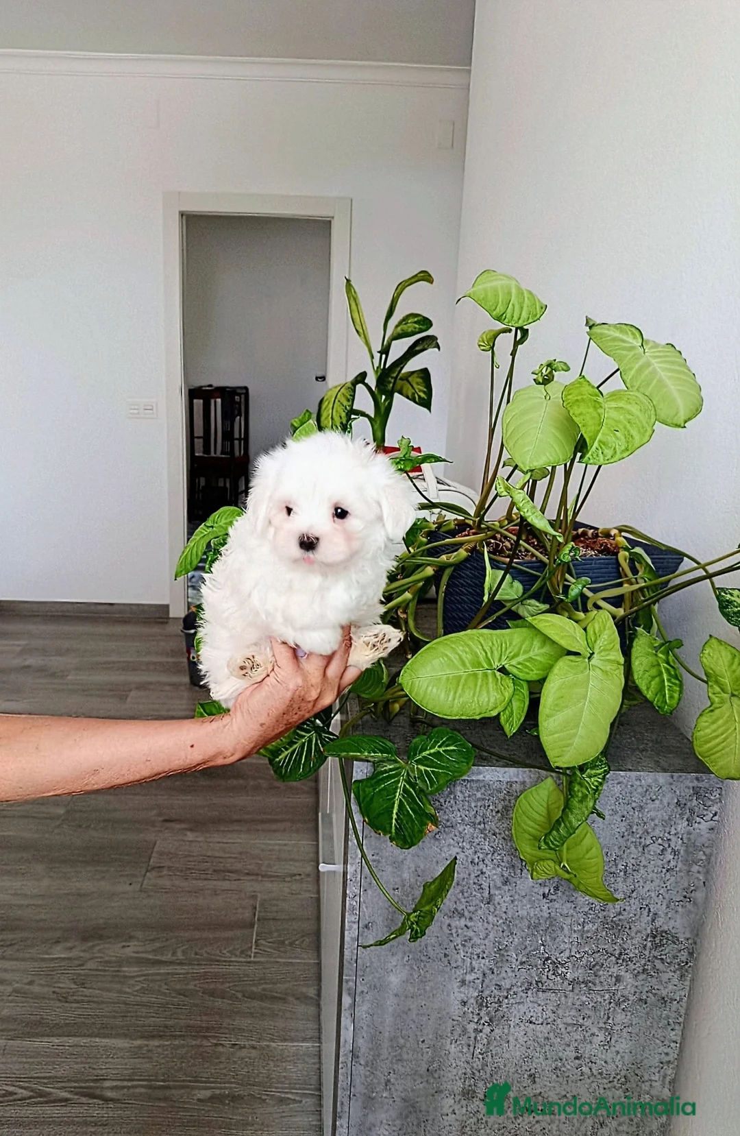 Bichón Maltés perros en venta: BICHÓN MALTES - Anuncio 2