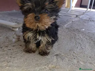 Yorkshire Terrier perros Yorkshire miniatura en Badajoz - Anuncio 18