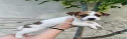 Jack Russell Terrier perros en venta: Cachorros de Jack Russell - Anuncio 7