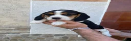 Beagle perros en venta: Beagle listos para entregar  - Anuncio 1