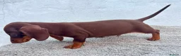 Teckel Miniatura perros en venta: Teckel chocolate kaninchen  - Anuncio 16