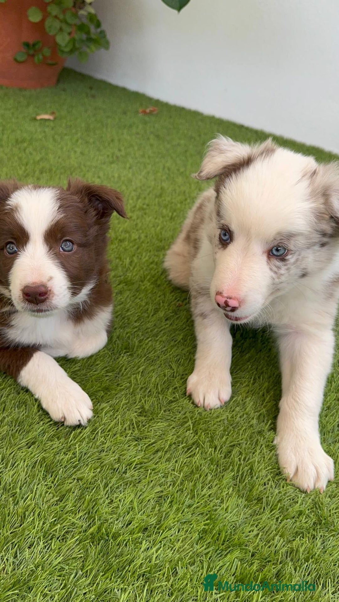 Border Collie perros en venta: BORDER COLLIE MERLE MACHO - Imagen 13