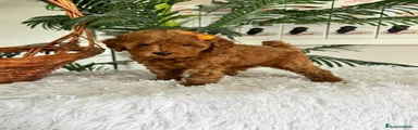 Caniche Toy 3
