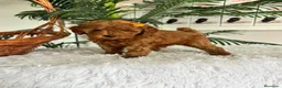 Caniche Toy perros en venta: CANCIHE ROJO - Anuncio 34