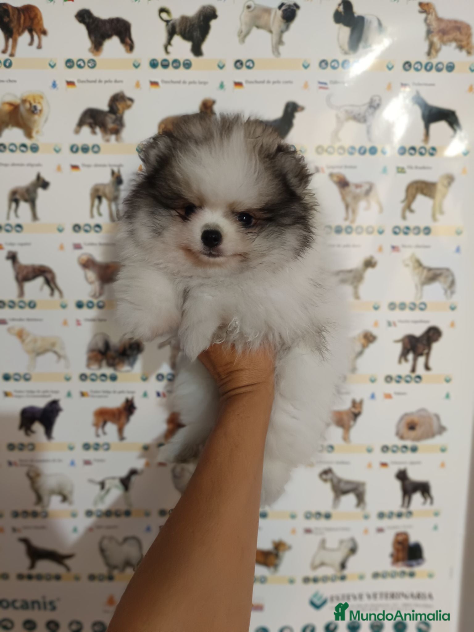 Pomerania perros Pomerania de Lulú - Anuncio 1